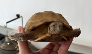 Horsfield : Looking Female approx 11 years old (Pebbles)
